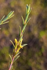 Struthiola eckloniana