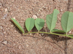 Indigofera eriocarpa