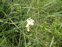 Microglossa mespilifolia