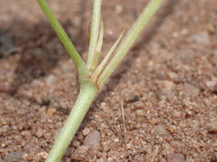 Indigofera eriocarpa