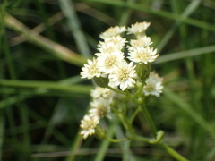 Microglossa mespilifolia