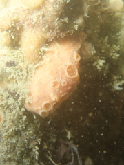 Hemimycale columella
