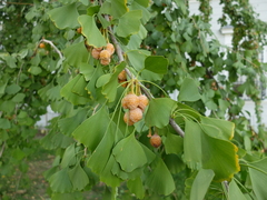 Ginkgo biloba
