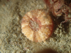 Capnea sanguinea