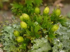 Orthotrichum schimperi