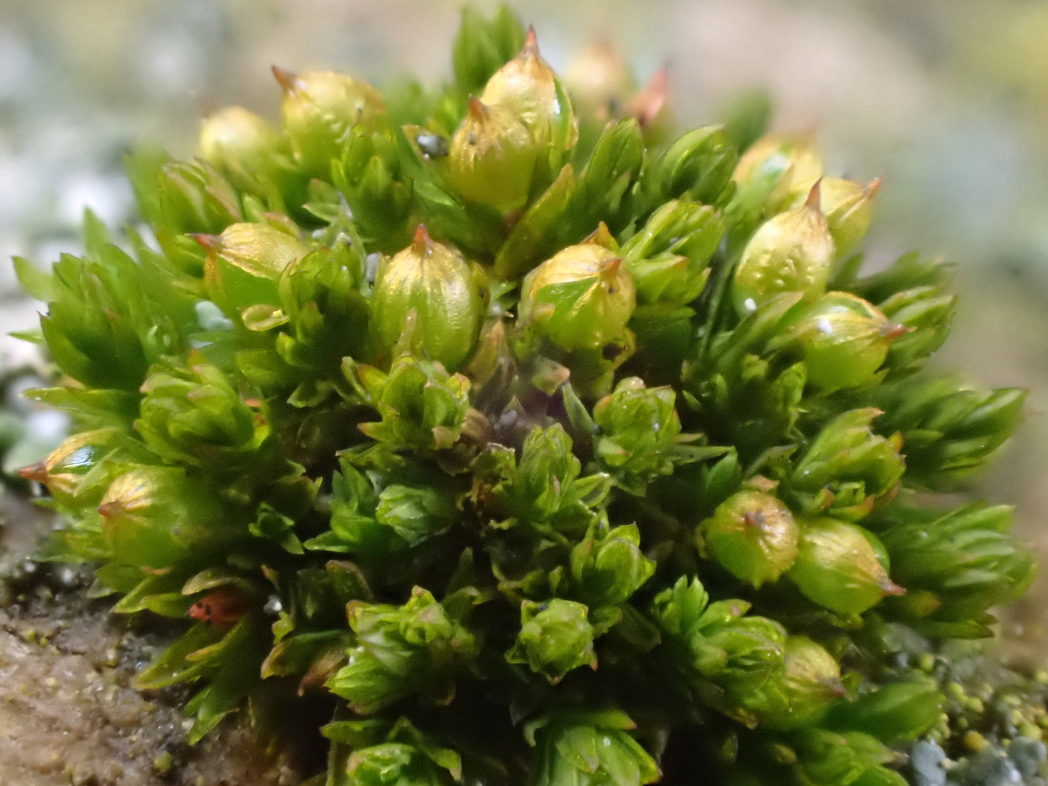 Orthotrichum