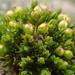 Orthotrichum - Photo (c) martina_poeltl, some rights reserved (CC BY-NC)