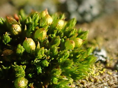 Orthotrichum schimperi