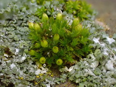 Orthotrichum schimperi