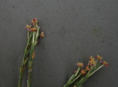 Struthiola macowanii