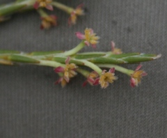Struthiola macowanii