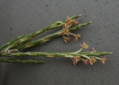 Struthiola macowanii