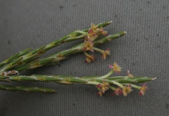 Struthiola macowanii