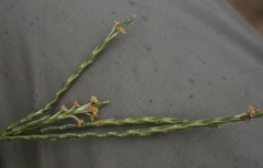 Struthiola macowanii