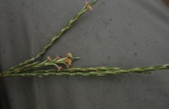 Struthiola macowanii