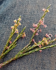 Struthiola macowanii