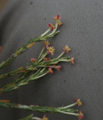Struthiola macowanii