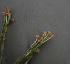 Struthiola macowanii