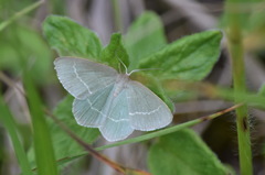 Chlorissa viridata