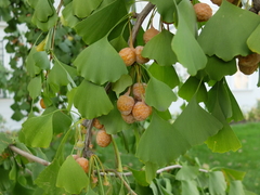 Ginkgo biloba