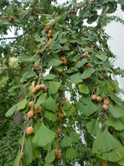 Ginkgo biloba