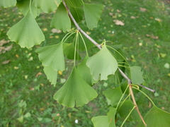 Ginkgo biloba