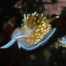 Opalescent Nudibranch - Photo (c) Robin Gwen Agarwal, some rights reserved (CC BY-NC), uploaded by Robin Gwen Agarwal