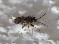 Scolopostethus decoratus