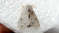 Cnethodonta grisescens