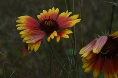 Gaillardia × grandiflora