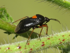 Deraeocoris ribauti