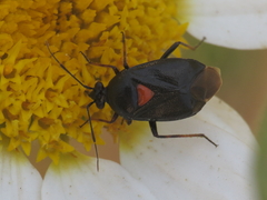 Deraeocoris ribauti