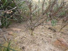 Pharnaceum aurantium