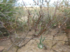 Pharnaceum aurantium