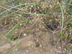 Pharnaceum aurantium