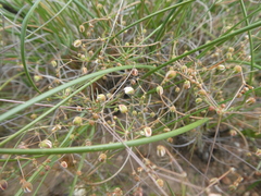 Pharnaceum aurantium