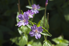 Epilobium algidum