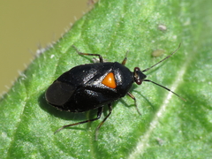 Deraeocoris ribauti