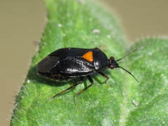 Deraeocoris ribauti
