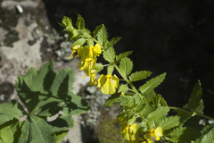 Rhynchocorys elephas