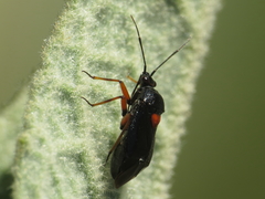 Deraeocoris ribauti