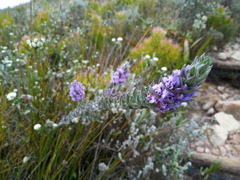 Amphithalea imbricata