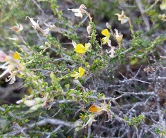 Aspalathus acuminata