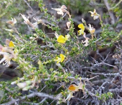 Aspalathus acuminata