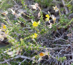 Aspalathus acuminata