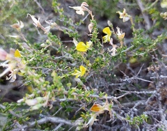 Aspalathus acuminata