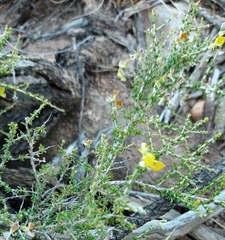 Aspalathus acuminata