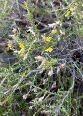 Aspalathus acuminata