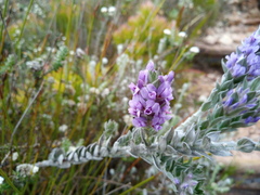 Amphithalea imbricata