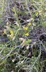 Aspalathus acuminata